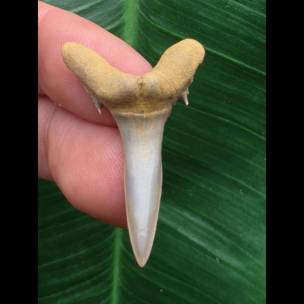 3,5 cm Zahn des Araloselachus cuspidatus # 1 3,5 cm Zahn des Araloselachus cuspidatus # 1