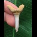 3,5 cm Zahn des Araloselachus cuspidatus # 1 3,5 cm Zahn des Araloselachus cuspidatus # 1