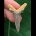 3,5 cm Zahn des Araloselachus cuspidatus # 1 3,5 cm Zahn des Araloselachus cuspidatus # 1