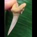 3,5 cm Zahn des Araloselachus cuspidatus # 1 3,5 cm Zahn des Araloselachus cuspidatus # 1