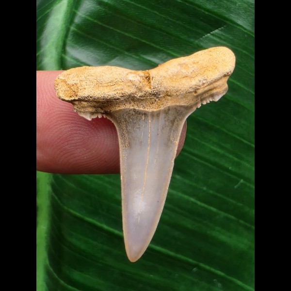 3,5 cm Zahn des Araloselachus cuspidatus # 2 3,5 cm Zahn des Araloselachus cuspidatus # 2