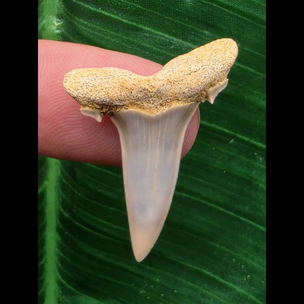 3,0 cm Zahn des Araloselachus cuspidatus # 1 3,0 cm Zahn des Araloselachus cuspidatus # 1
