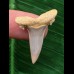 3,0 cm Zahn des Araloselachus cuspidatus # 1 3,0 cm Zahn des Araloselachus cuspidatus # 1