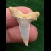 3,0 cm Zahn des Araloselachus cuspidatus # 1 3,0 cm Zahn des Araloselachus cuspidatus # 1