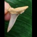 3,0 cm Zahn des Araloselachus cuspidatus # 1 3,0 cm Zahn des Araloselachus cuspidatus # 1