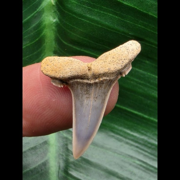 2,7 cm Zahn des Araloselachus cuspidatus # 1 2,7 cm Zahn des Araloselachus cuspidatus # 1