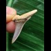 2,7 cm Zahn des Araloselachus cuspidatus # 1 2,7 cm Zahn des Araloselachus cuspidatus # 1