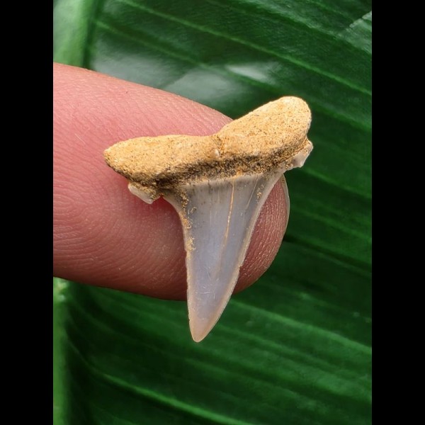 1,8 cm Zahn des Araloselachus cuspidatus 1,8 cm Zahn des Araloselachus cuspidatus