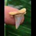 1,8 cm Zahn des Araloselachus cuspidatus 1,8 cm Zahn des Araloselachus cuspidatus