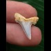 1,8 cm Zahn des Araloselachus cuspidatus 1,8 cm Zahn des Araloselachus cuspidatus