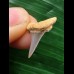 1,8 cm Zahn des Araloselachus cuspidatus 1,8 cm Zahn des Araloselachus cuspidatus