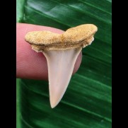 2,5 cm Zahn des Araloselachus cuspidatus # 2