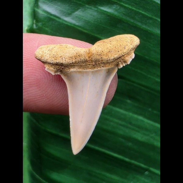 2,5 cm Zahn des Araloselachus cuspidatus # 2 2,5 cm Zahn des Araloselachus cuspidatus # 2