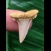 2,5 cm Zahn des Araloselachus cuspidatus # 2 2,5 cm Zahn des Araloselachus cuspidatus # 2