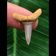 2,3 cm Zahn des Carcharias acutissimus