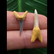 Set aus 2 Zähnen des Carcharias acutissimus # 1