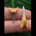 Set aus 2 Zähnen des Carcharias acutissimus # 1 Set aus 2 Zähnen des Carcharias acutissimus # 1
