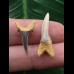 Set aus 2 Zähnen des Carcharias acutissimus # 1 Set aus 2 Zähnen des Carcharias acutissimus # 1