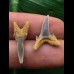 Set aus 2 Zähnen des Carcharias acutissimus # 2