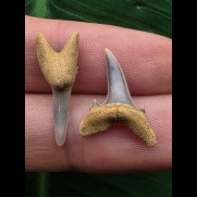 Set aus 2 Zähnen des Carcharias acutissimus # 2