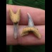 Set aus 2 Zähnen des Carcharias acutissimus # 2