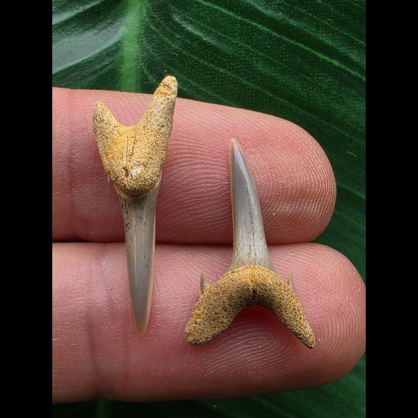 Set aus 2 Zähnen des Carcharias acutissimus # 3 Set aus 2 Zähnen des Carcharias acutissimus # 3
