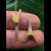 Set aus 2 Zähnen des Carcharias acutissimus # 3 Set aus 2 Zähnen des Carcharias acutissimus # 3