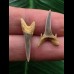 Set aus 2 Zähnen des Carcharias acutissimus # 3 Set aus 2 Zähnen des Carcharias acutissimus # 3