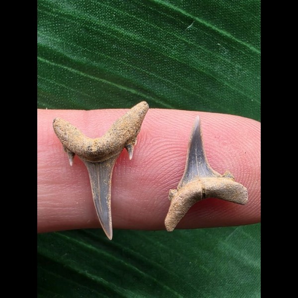 Set aus 2 Zähnen des Carcharias acutissimus # 4 Set aus 2 Zähnen des Carcharias acutissimus # 4