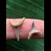 Set aus 2 Zähnen des Carcharias acutissimus # 4 Set aus 2 Zähnen des Carcharias acutissimus # 4