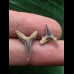 Set aus 2 Zähnen des Carcharias acutissimus # 4 Set aus 2 Zähnen des Carcharias acutissimus # 4