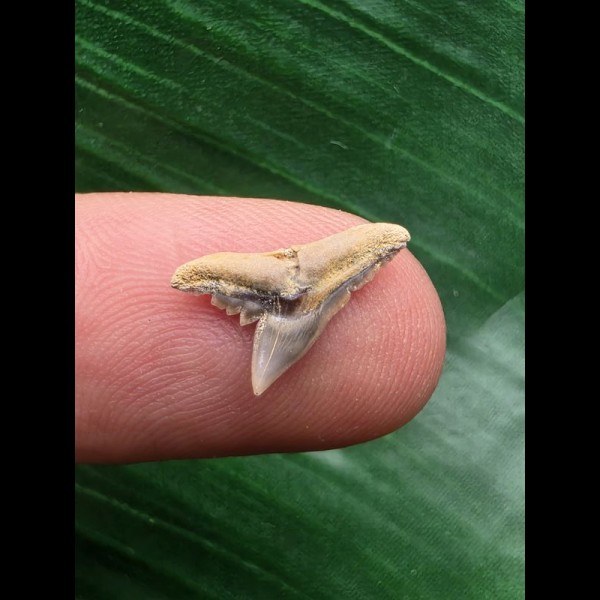 1,2 cm Zahn des Physogaleus latus # 1 1,2 cm Zahn des Physogaleus latus # 1