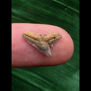 1,1 cm Zahn des Physogaleus latus