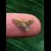 1,1 cm Zahn des Physogaleus latus 1,1 cm Zahn des Physogaleus latus