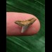 1,1 cm Zahn des Physogaleus latus 1,1 cm Zahn des Physogaleus latus