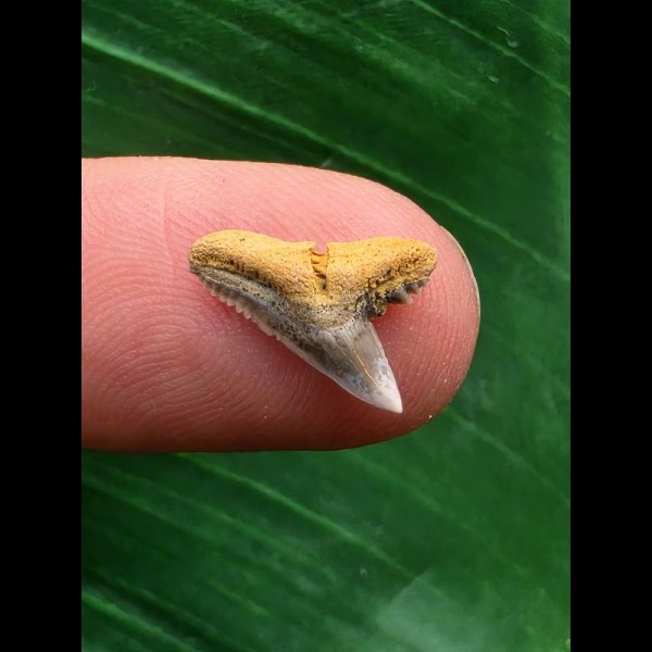 1,2 cm Zahn des Physogaleus latus # 2 1,2 cm Zahn des Physogaleus latus # 2