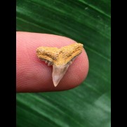 1,2 cm Zahn des Physogaleus latus # 3