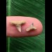 Set aus 2 Zähnen des Physogaleus latus # 1 Set aus 2 Zähnen des Physogaleus latus # 1