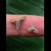 Set aus 2 Zähnen des Physogaleus latus # 1 Set aus 2 Zähnen des Physogaleus latus # 1