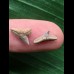 Set aus 2 Zähnen des Physogaleus latus # 2 Set aus 2 Zähnen des Physogaleus latus # 2