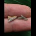 Set aus 2 Zähnen des Physogaleus latus # 2 Set aus 2 Zähnen des Physogaleus latus # 2