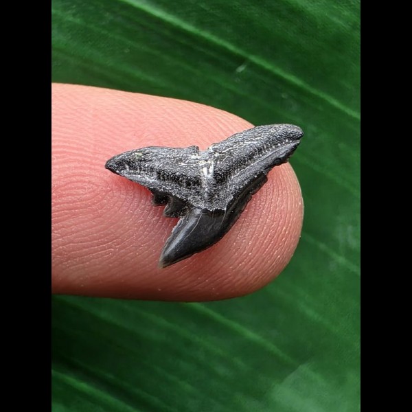1,3 cm schwarzer Zahn des Physogaleus latus aus Antwerpen 1,3 cm schwarzer Zahn des Physogaleus latus aus Antwerpen