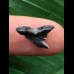 1,3 cm schwarzer Zahn des Physogaleus latus aus Antwerpen 1,3 cm schwarzer Zahn des Physogaleus latus aus Antwerpen