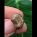 1,5 cm brauner Zahn des Ptychodus whipplei 1,5 cm brauner Zahn des Ptychodus whipplei