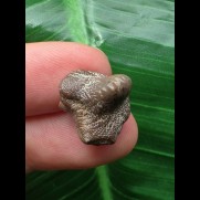 1,5 cm brauner Zahn des Ptychodus whipplei