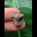 1,5 cm brauner Zahn des Ptychodus whipplei 1,5 cm brauner Zahn des Ptychodus whipplei