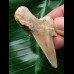 5,2 cm heller Zahn des Otodus sokolovi - Hai 5,2 cm heller Zahn des Otodus sokolovi - Hai