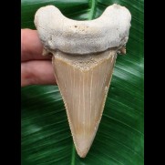 9,4 cm massiver Zahn des Otodus sokolovi