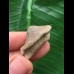 2,9 cm Zahn des Ptychodus mortoni - Hai 2,9 cm Zahn des Ptychodus mortoni - Hai