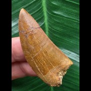 5,0 cm hellbrauner Zahn des Carcharodontosaurus saharicus